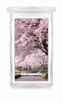 Classic Candle CHERRY BLOSSOM 2 Wick Large Jar