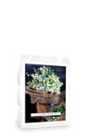 Classic Candle LILY OF THE VALLEY Wax Melt
