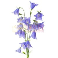 Classic Candle BLUEBELL Wax Melt