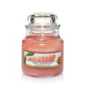 Pink Grapefruit
