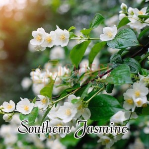 Milkhouse Candles SOUTHERN JASMINE Wosk