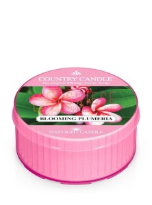 Country Candle BLOOMING PLUMERIA DayLights